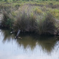 Photo de France - La randonnée de la Tamarissière